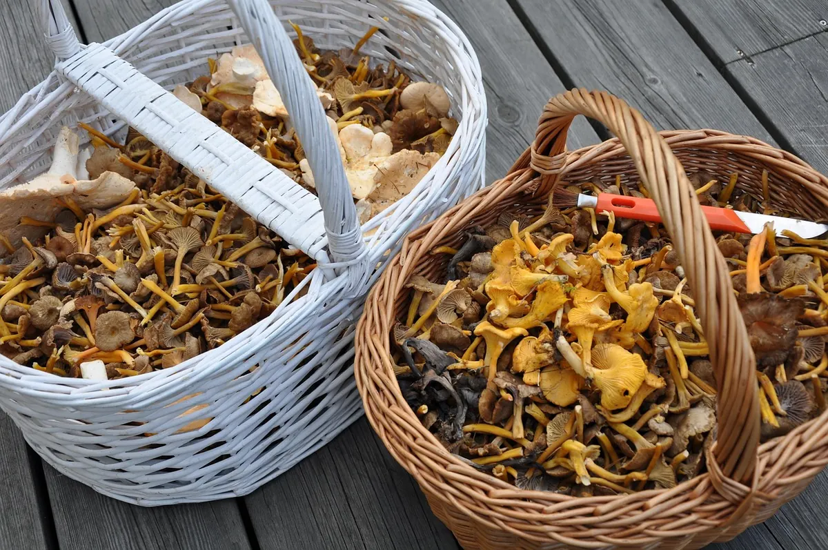 Autumn Foraging Checklist for Traditional Games