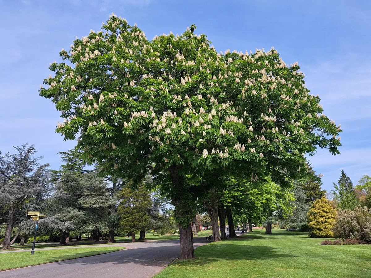 Best Places to Find Horse Chestnuts in Britain: A Regional Foraging Guide